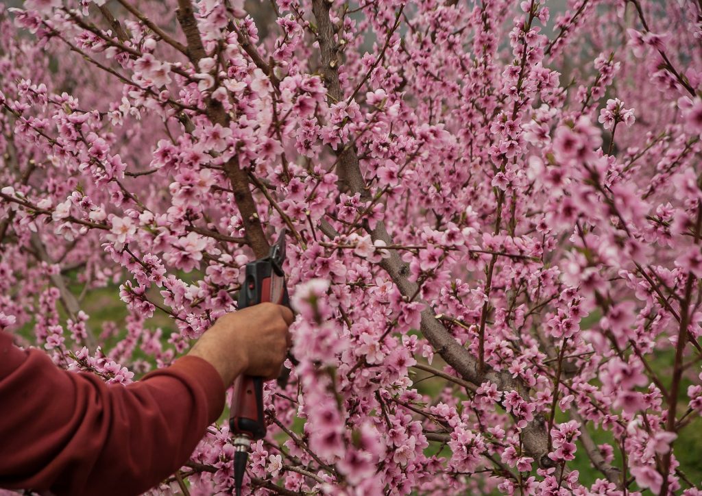 pruning-services